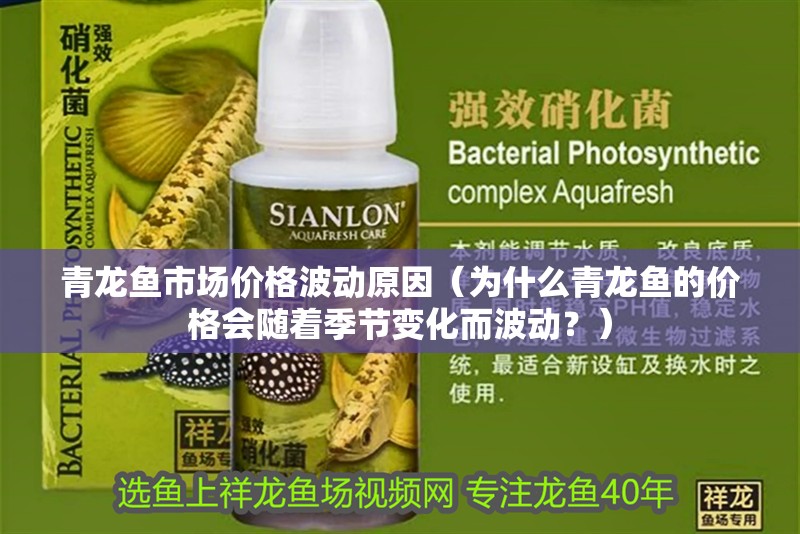 青龍魚市場價格波動原因（為什么青龍魚的價格會隨著季節變化而波動？）