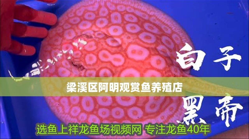 梁溪區(qū)阿明觀賞魚養(yǎng)殖店