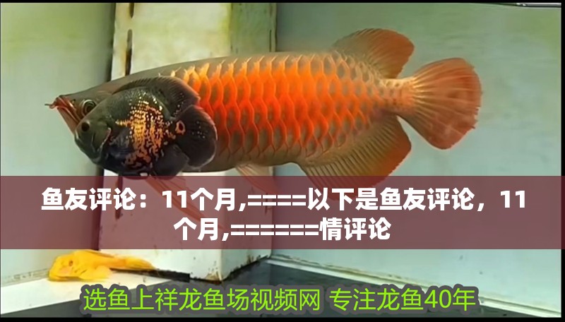 魚友評論：11個月,====以下是魚友評論，11個月,======情評論