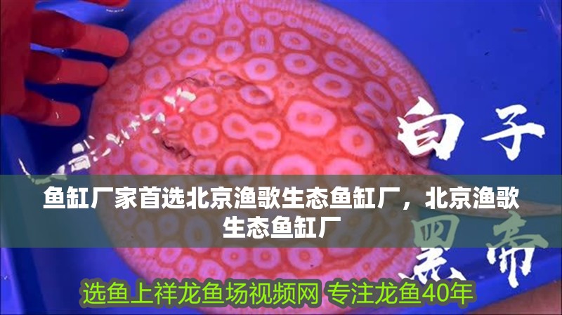 魚缸廠家首選北京漁歌生態(tài)魚缸廠，北京漁歌生態(tài)魚缸廠