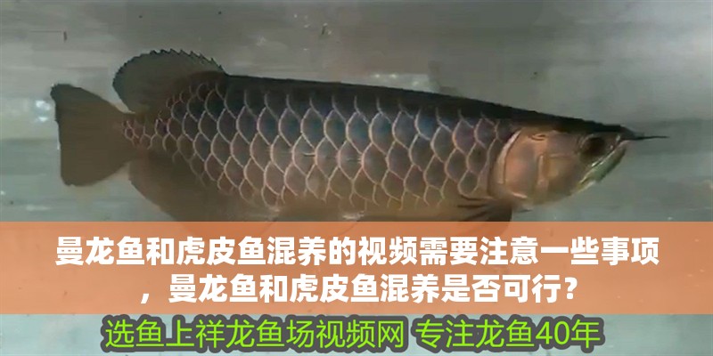 曼龍魚和虎皮魚混養的視頻需要注意一些事項，曼龍魚和虎皮魚混養是否可行？