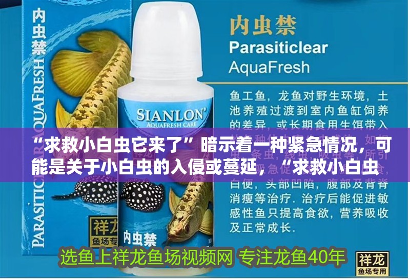 “求救小白蟲它來了”暗示著一種緊急情況，可能是關于小白蟲的入侵或蔓延，“求救小白蟲它來了”暗示著一種緊急情況可能是關于小白蟲的入侵或蔓延