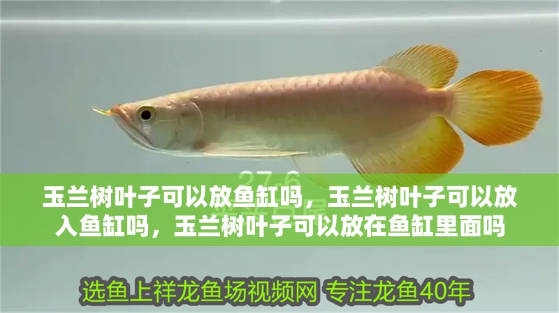 玉蘭樹葉子可以放魚缸嗎，玉蘭樹葉子可以放入魚缸嗎，玉蘭樹葉子可以放在魚缸里面嗎