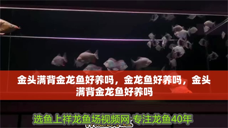 金頭滿背金龍魚好養嗎，金龍魚好養嗎，金頭滿背金龍魚好養嗎