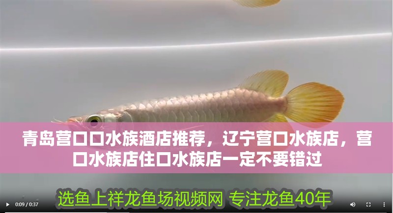 青島營口口水族酒店推薦，遼寧營口水族店，營口水族店住口水族店一定不要錯(cuò)過