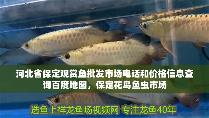 河北省保定觀賞魚批發市場電話和價格信息查詢百度地圖，保定花鳥魚蟲市場