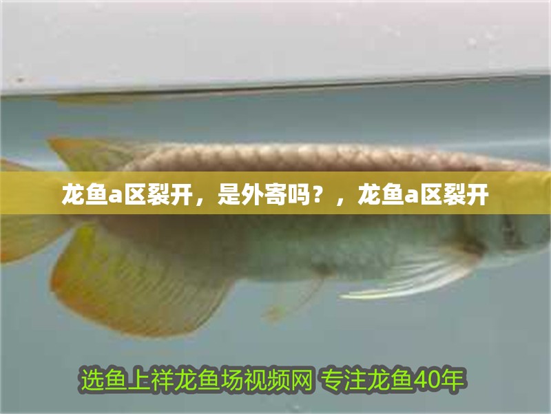 龍魚(yú)a區(qū)裂開(kāi)，是外寄嗎？，龍魚(yú)a區(qū)裂開(kāi)