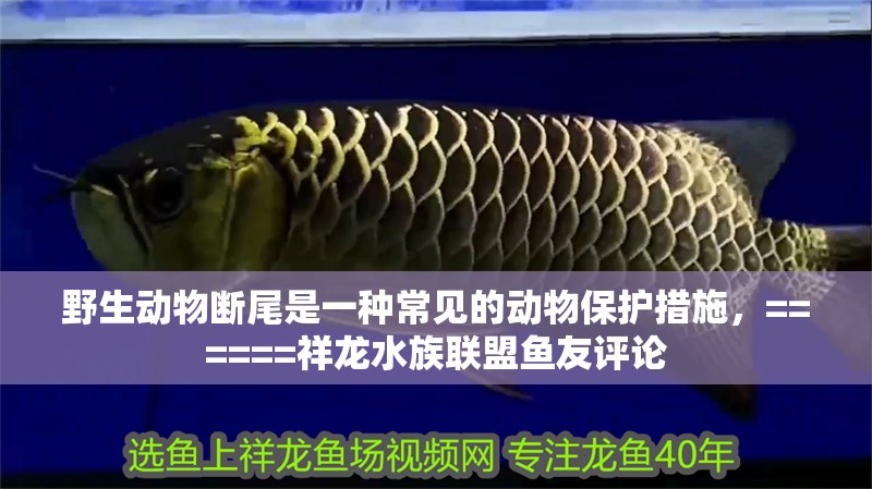 野生動物斷尾是一種常見的動物保護措施，======祥龍水族聯盟魚友評論