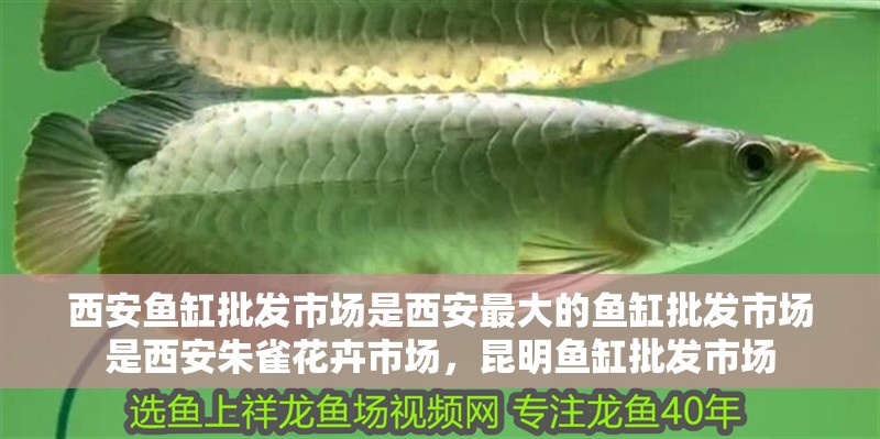 西安魚(yú)缸批發(fā)市場(chǎng)是西安最大的魚(yú)缸批發(fā)市場(chǎng)是西安朱雀花卉市場(chǎng)，昆明魚(yú)缸批發(fā)市場(chǎng)