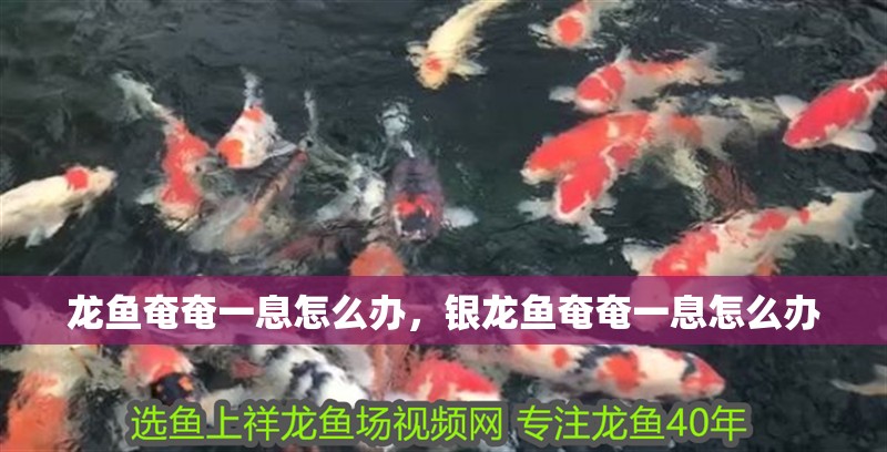 龍魚奄奄一息怎么辦，銀龍魚奄奄一息怎么辦