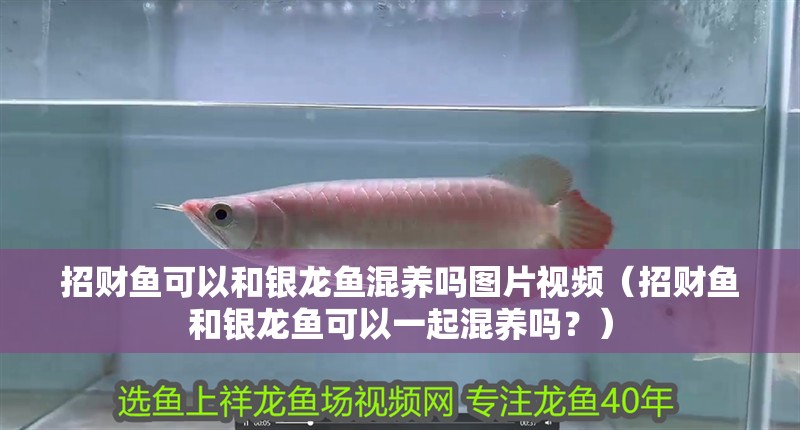 招財魚可以和銀龍魚混養(yǎng)嗎圖片視頻（招財魚和銀龍魚可以一起混養(yǎng)嗎？）