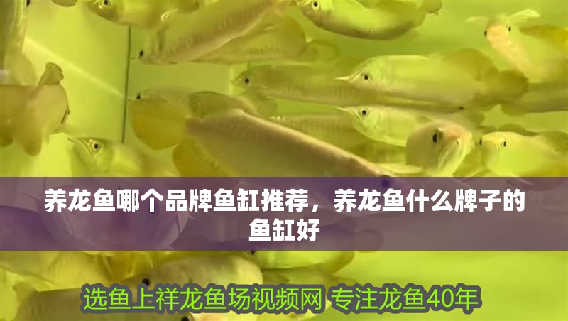 養(yǎng)龍魚哪個品牌魚缸推薦，養(yǎng)龍魚什么牌子的魚缸好