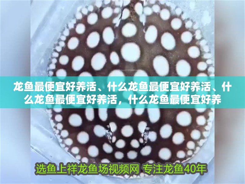 龍魚最便宜好養活、什么龍魚最便宜好養活、什么龍魚最便宜好養活，什么龍魚最便宜好養