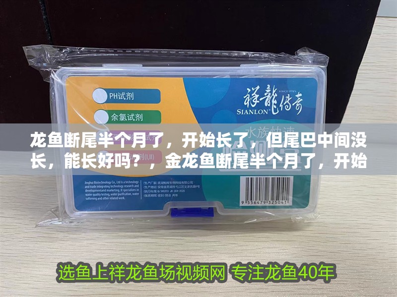 龍魚斷尾半個月了，開始長了，但尾巴中間沒長，能長好嗎？，金龍魚斷尾半個月了，開始長了，但尾巴中間沒長好嗎