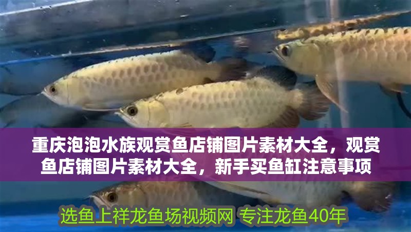 重慶泡泡水族觀賞魚店鋪圖片素材大全，觀賞魚店鋪圖片素材大全，新手買魚缸注意事項