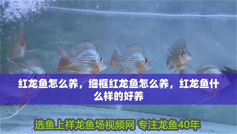 紅龍魚怎么養,細框紅龍魚怎么養,紅龍魚什么樣的好養 觀賞魚百科 第2張 紅龍魚怎么養,細框紅龍魚怎么養,紅龍魚什么樣的好養 紅龍魚怎么養,細框紅龍魚怎么養,紅龍魚什么樣的好養 觀賞魚百科 第2張