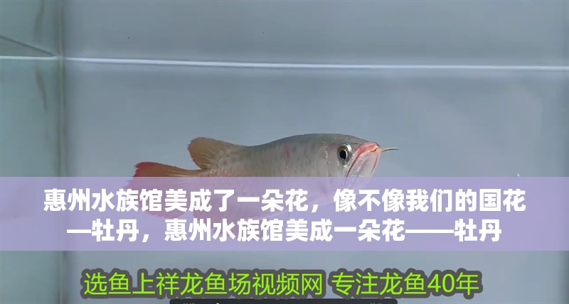 惠州水族館美成了一朵花，像不像我們的國花—牡丹，惠州水族館美成一朵花——牡丹