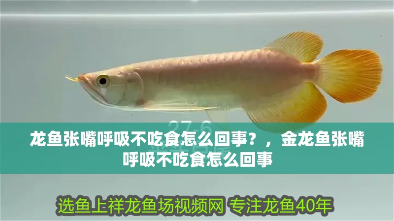 龍魚張嘴呼吸不吃食怎么回事？，金龍魚張嘴呼吸不吃食怎么回事