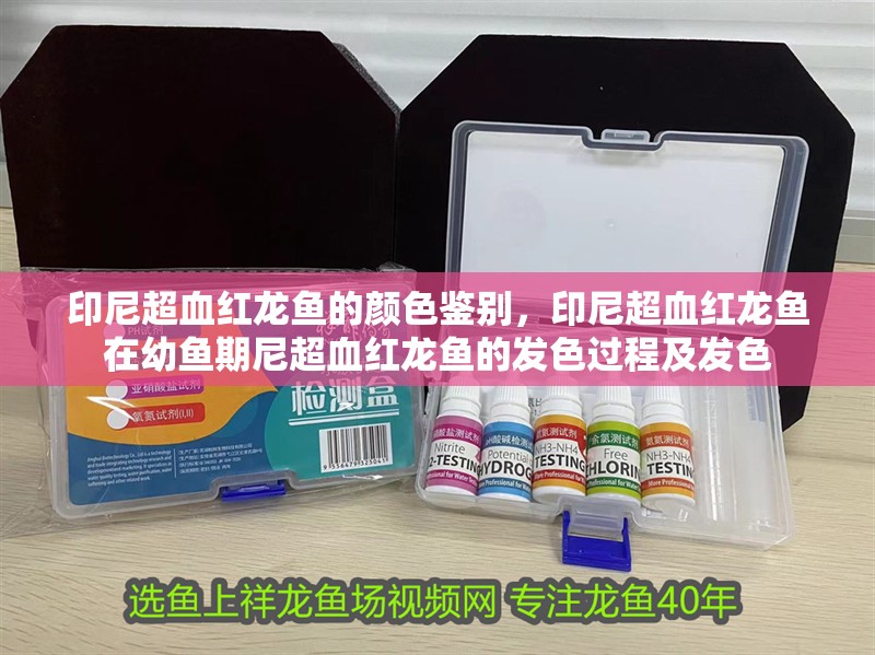 印尼超血紅龍魚的顏色鑒別，印尼超血紅龍魚在幼魚期尼超血紅龍魚的發色過程及發色