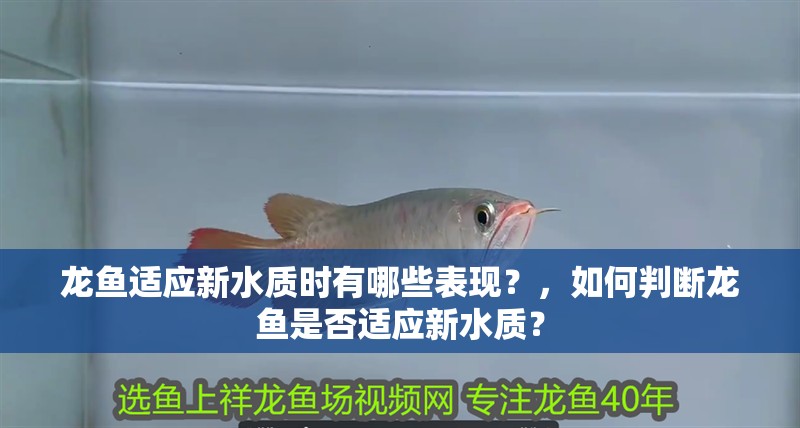 龍魚適應新水質時有哪些表現？，如何判斷龍魚是否適應新水質？