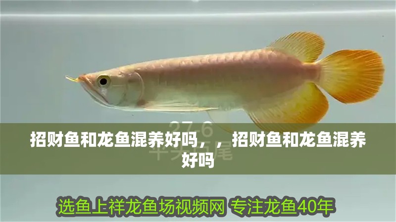 招財魚和龍魚混養(yǎng)好嗎，，招財魚和龍魚混養(yǎng)好嗎