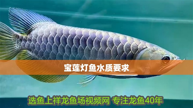 寶蓮燈魚水質(zhì)要求