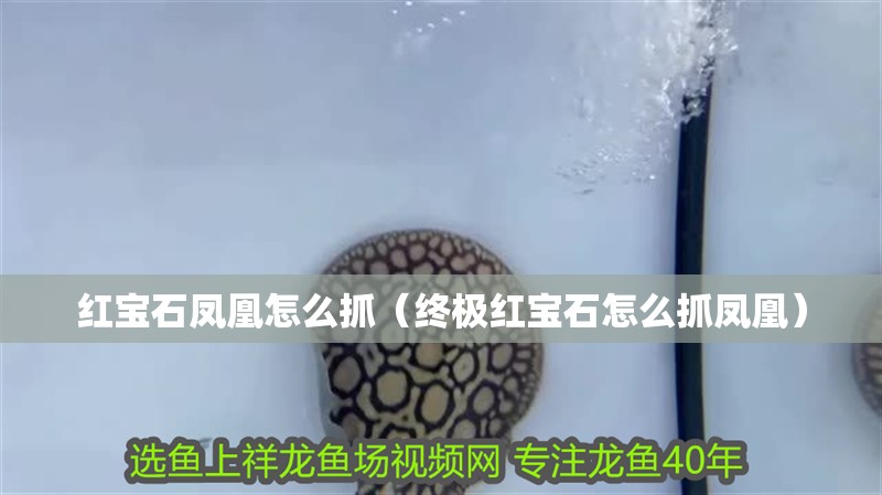 紅寶石鳳凰怎么抓（終極紅寶石怎么抓鳳凰）