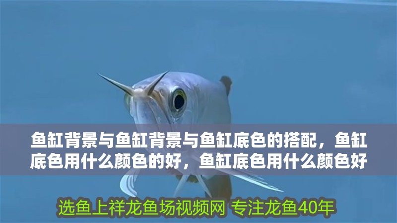 魚缸背景與魚缸背景與魚缸底色的搭配，魚缸底色用什么顏色的好，魚缸底色用什么顏色好