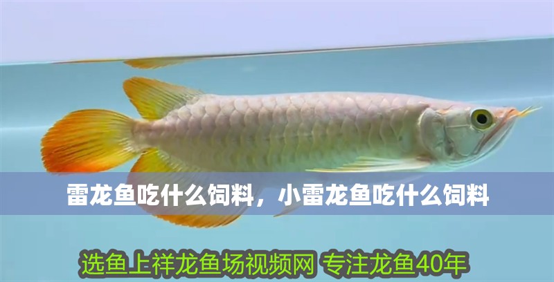 雷龍魚吃什么飼料，小雷龍魚吃什么飼料
