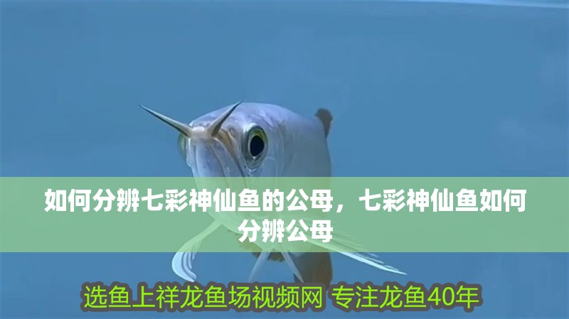 如何分辨七彩神仙魚的公母，七彩神仙魚如何分辨公母