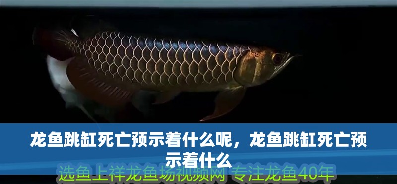 龍魚跳缸死亡預(yù)示著什么呢，龍魚跳缸死亡預(yù)示著什么