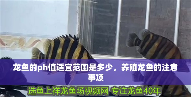 龍魚的ph值適宜范圍是多少,養(yǎng)殖龍魚的注意事項(xiàng) 觀賞魚百科 第2張 龍魚的ph值適宜范圍是多少,養(yǎng)殖龍魚的注意事項(xiàng) 龍魚的ph值適宜范圍是多少,養(yǎng)殖龍魚的注意事項(xiàng) 觀賞魚百科 第2張