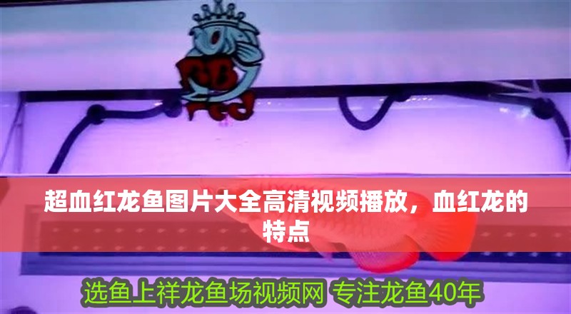 超血紅龍魚(yú)圖片大全高清視頻播放，血紅龍的特點(diǎn)