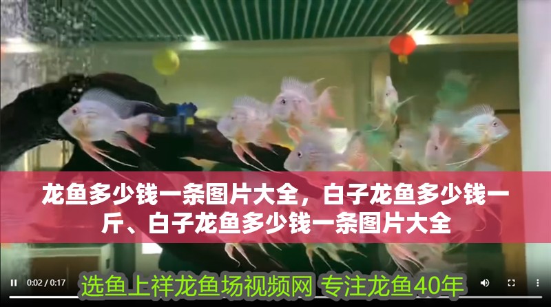 龍魚多少錢一條圖片大全，白子龍魚多少錢一斤、白子龍魚多少錢一條圖片大全