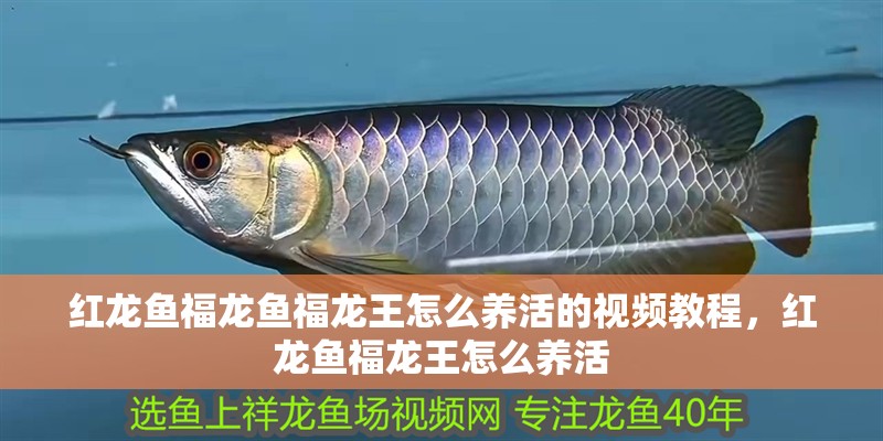 紅龍魚(yú)福龍魚(yú)福龍王怎么養(yǎng)活的視頻教程，紅龍魚(yú)福龍王怎么養(yǎng)活