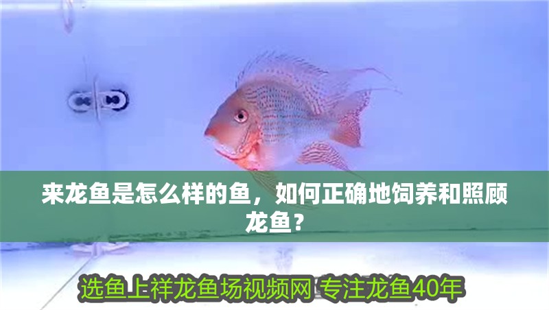 來龍魚是怎么樣的魚，如何正確地飼養和照顧龍魚？