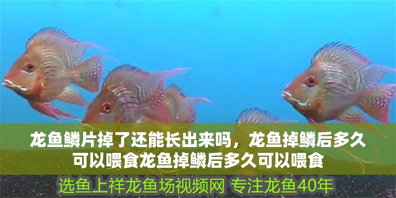龍魚鱗片掉了還能長出來嗎，龍魚掉鱗后多久可以喂食龍魚掉鱗后多久可以喂食