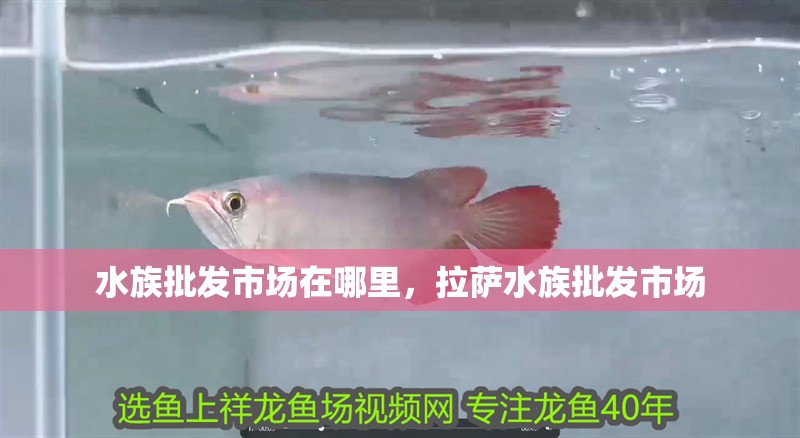 水族批發市場在哪里，拉薩水族批發市場