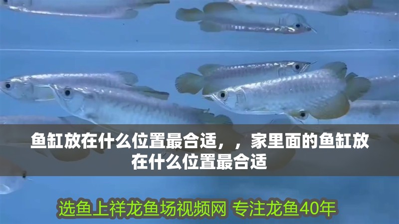 魚缸放在什么位置最合適，，家里面的魚缸放在什么位置最合適