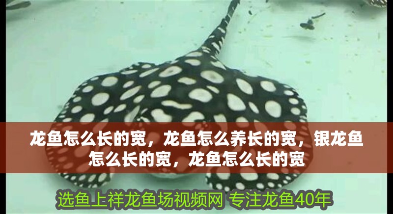 龍魚怎么長(zhǎng)的寬，龍魚怎么養(yǎng)長(zhǎng)的寬，銀龍魚怎么長(zhǎng)的寬，龍魚怎么長(zhǎng)的寬