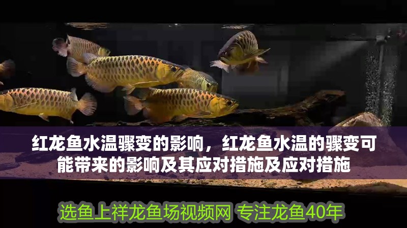 紅龍魚水溫驟變的影響，紅龍魚水溫的驟變可能帶來的影響及其應對措施及應對措施
