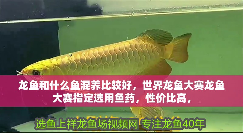 龍魚和什么魚混養(yǎng)比較好，世界龍魚大賽龍魚大賽指定選用魚藥，性價比高，
