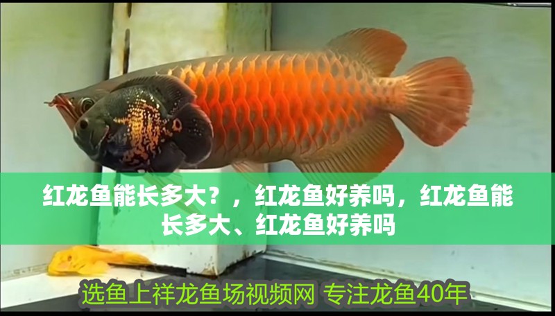 紅龍魚能長(zhǎng)多大？，紅龍魚好養(yǎng)嗎，紅龍魚能長(zhǎng)多大、紅龍魚好養(yǎng)嗎
