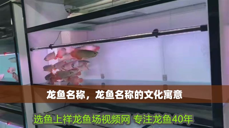 龍魚名稱，龍魚名稱的文化寓意