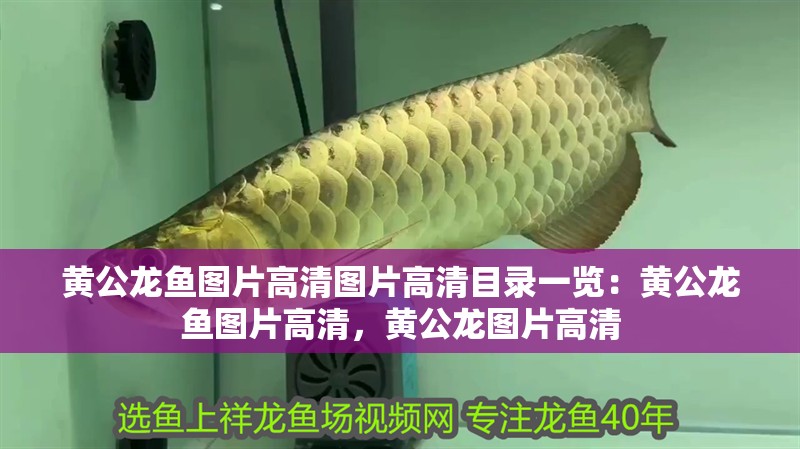 黃公龍魚圖片高清圖片高清目錄一覽：黃公龍魚圖片高清，黃公龍圖片高清