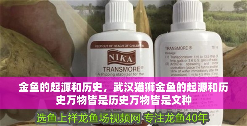 金魚的起源和歷史，武漢貓獅金魚的起源和歷史萬物皆是歷史萬物皆是文種