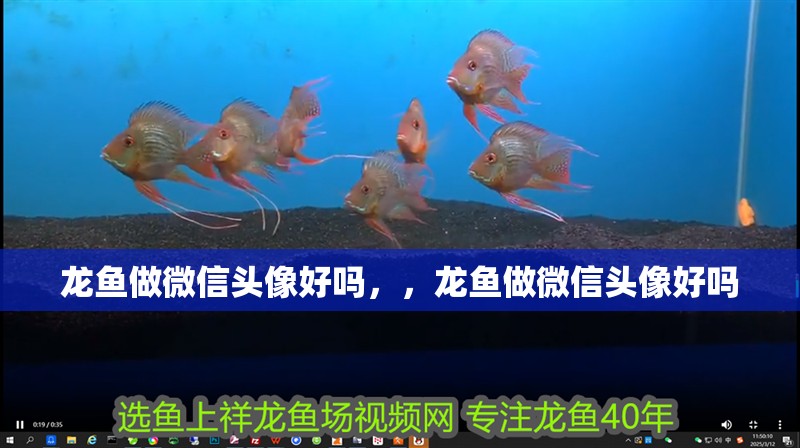 龍魚做微信頭像好嗎，，龍魚做微信頭像好嗎