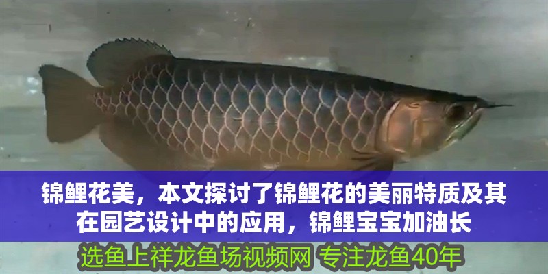 錦鯉花美，本文探討了錦鯉花的美麗特質及其在園藝設計中的應用，錦鯉寶寶加油長