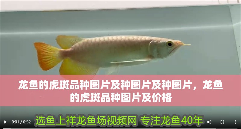 龍魚的虎斑品種圖片及種圖片及種圖片，龍魚的虎斑品種圖片及價格