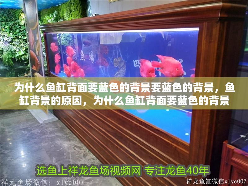 為什么魚缸背面要藍色的背景要藍色的背景，魚缸背景的原因，為什么魚缸背面要藍色的背景